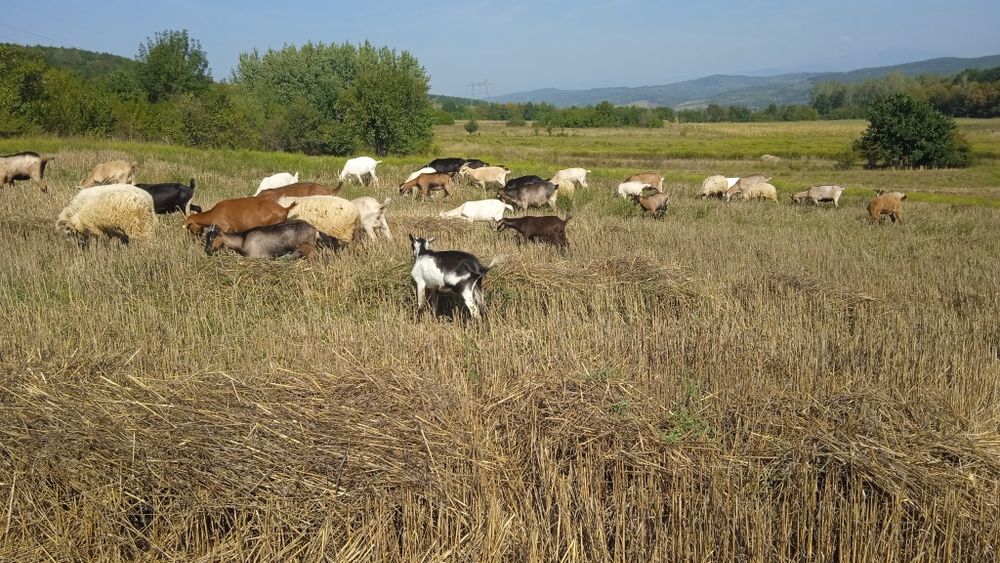 Capre de tăiat de tinut