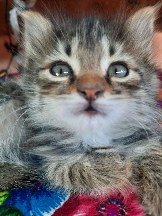 Котята девочки 2ух месячные