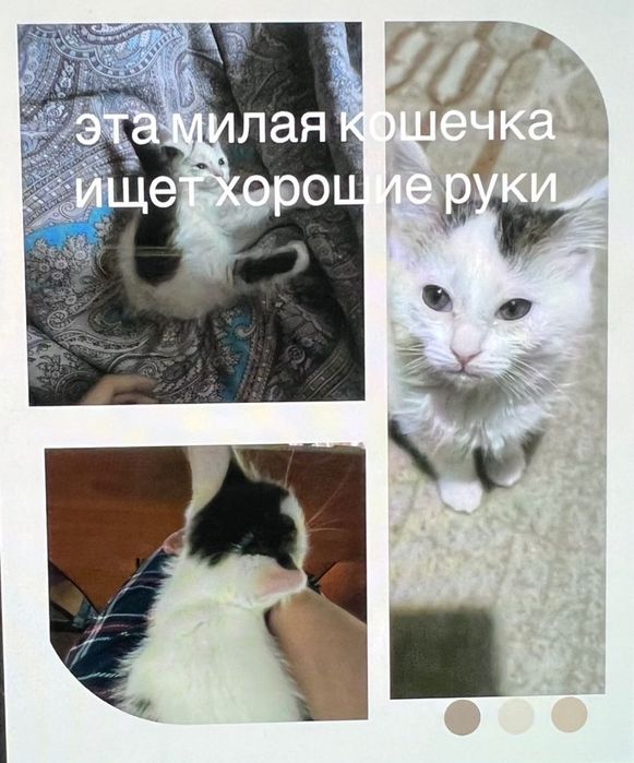 Милый катёнок ищит дом