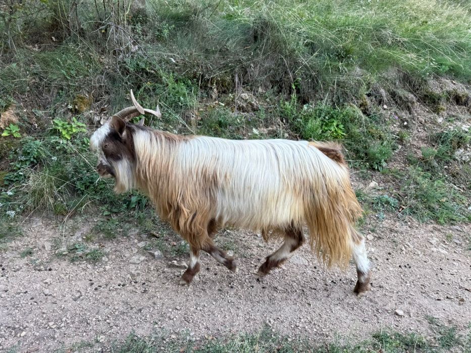 Tapi de vanzare  mai multe detalii la nr de tel