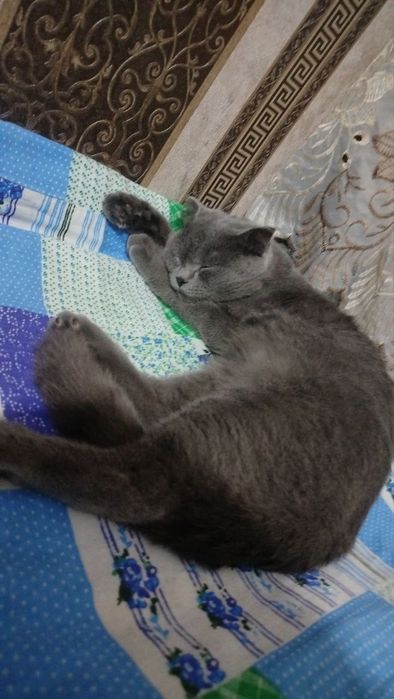 Mushuk sotiladi skotish fold qiz bola