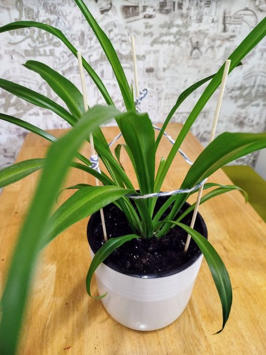 Комнатные растения.