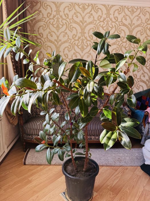 Большой Фикус 1.6 метра