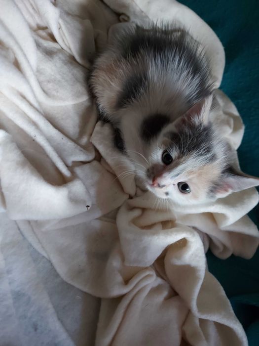 Подарявам котета