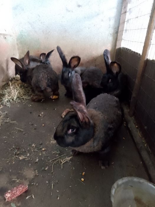 Iepuri de carne negri și uriaș german