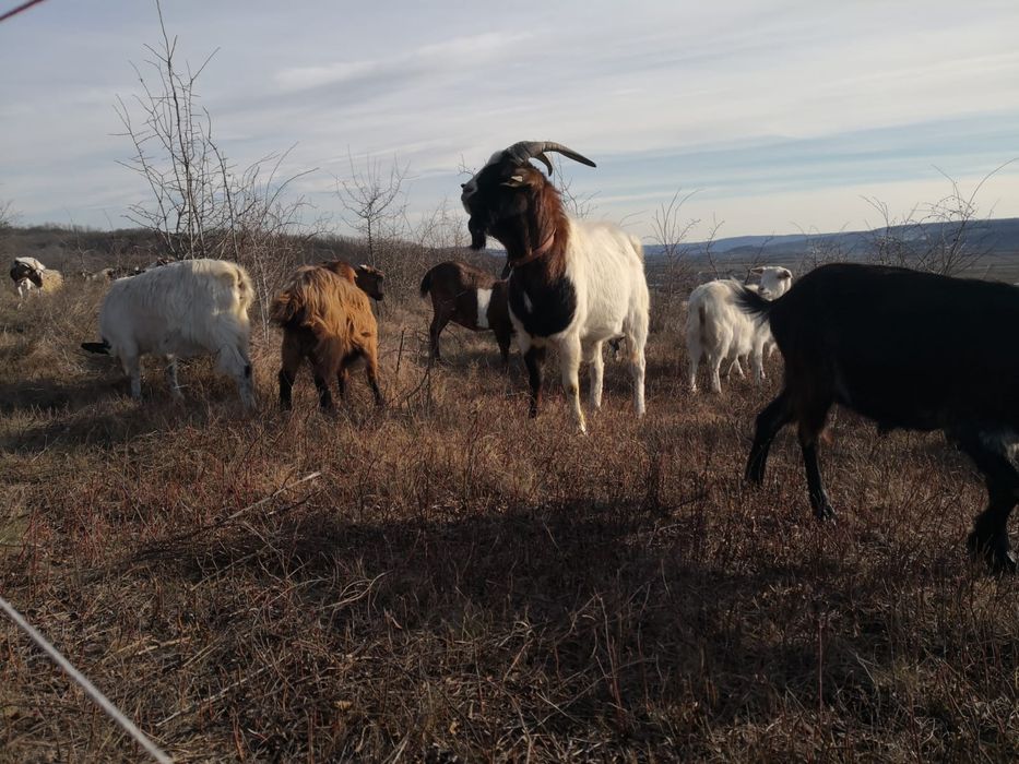 Tap Boer în vârsta de 2 ani