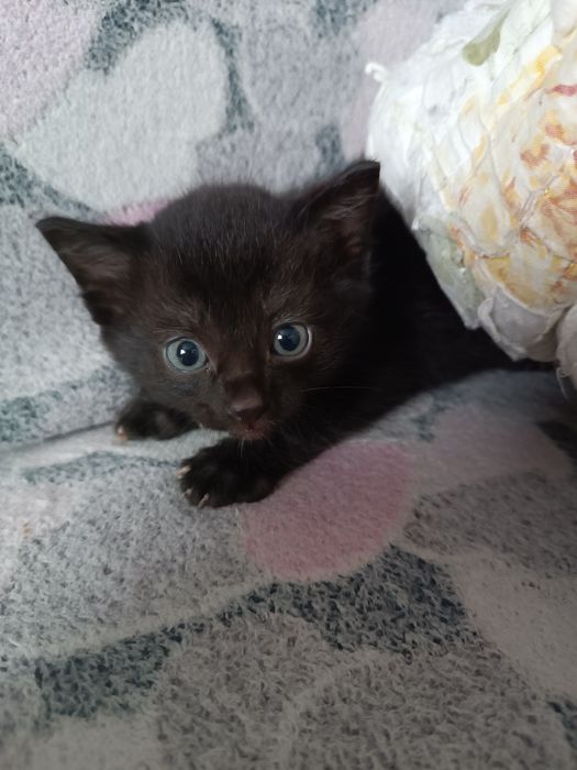 Отдам котенка в добрые руки