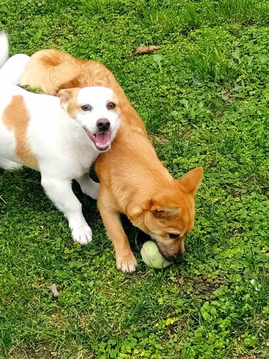 Продавам женско кученце