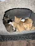 Donez pisici! Ginger