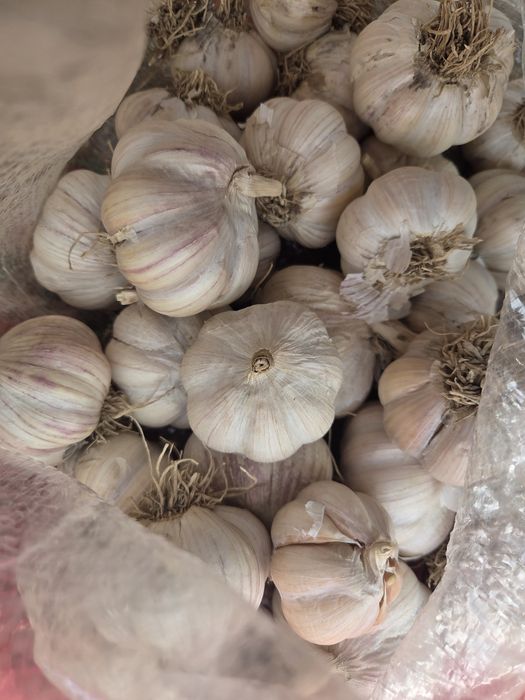 Чеснок доставка от 1 мешок
