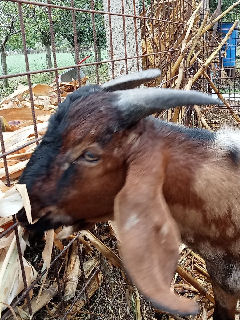 Țap anglonubian adult