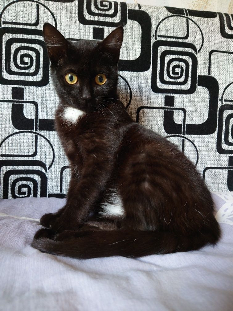 Котенок ищет дом