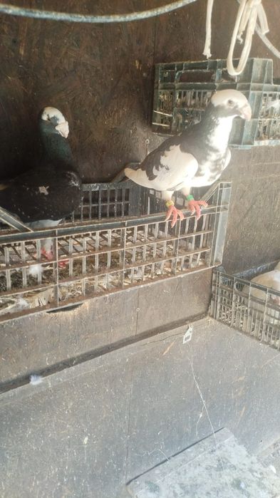 Pereche voiajori germani