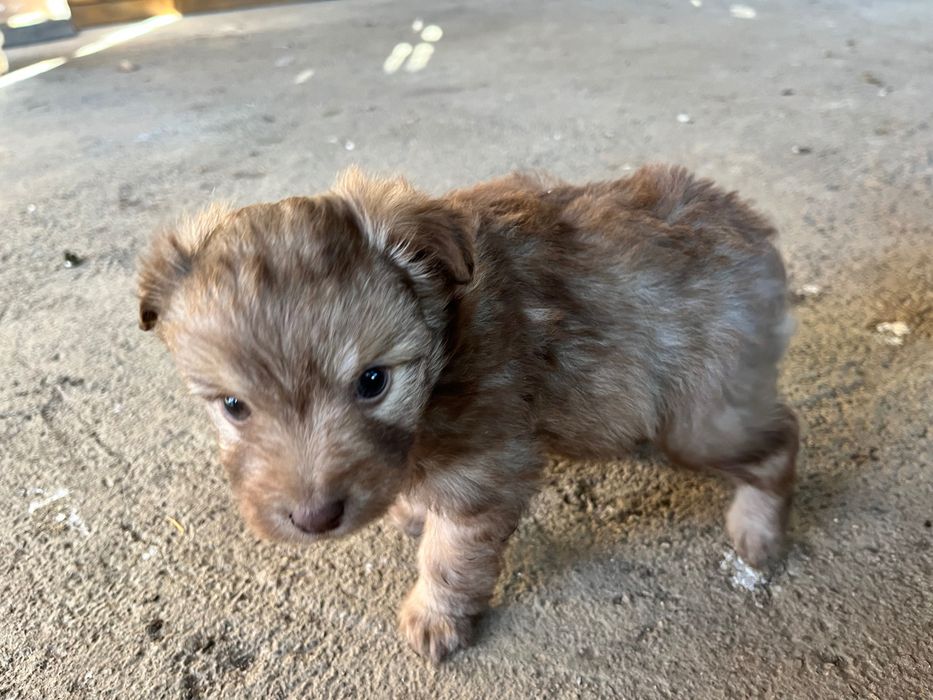 Подарявам три малки кученца на 1 месец