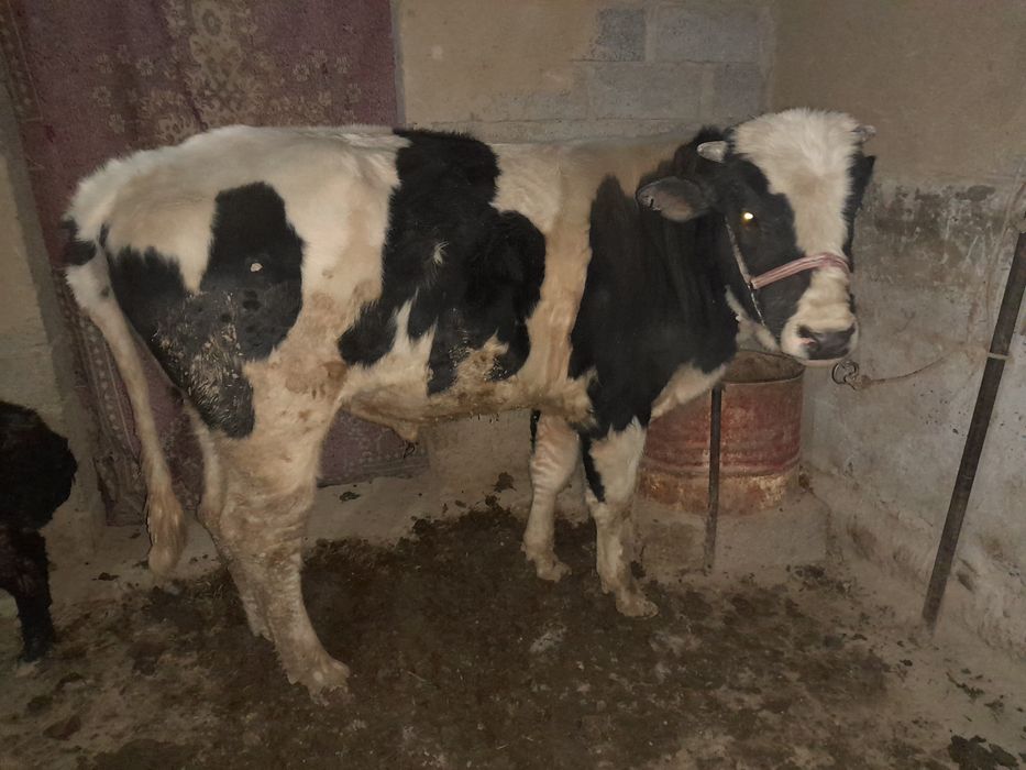 Mol sotiladi  kelishilgan holda sotiladi mol kami bor