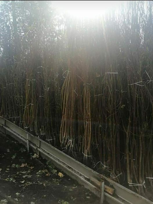 Butasi vita de vie și pomii fructiferi direct de la producător