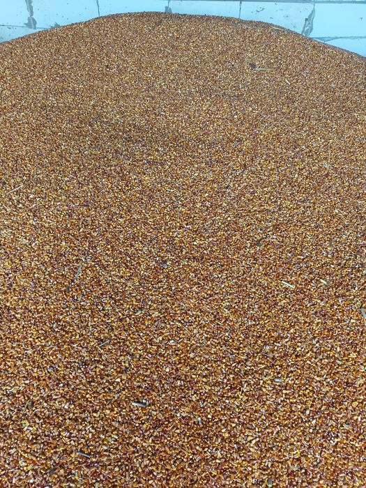 Porumb  bobe de vânzare