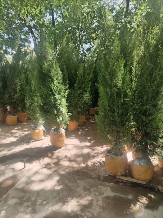 Majvenik archa sotiladi