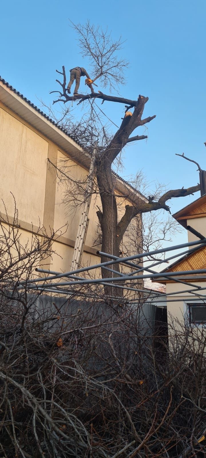 Агаш кесемиз спил деревьев