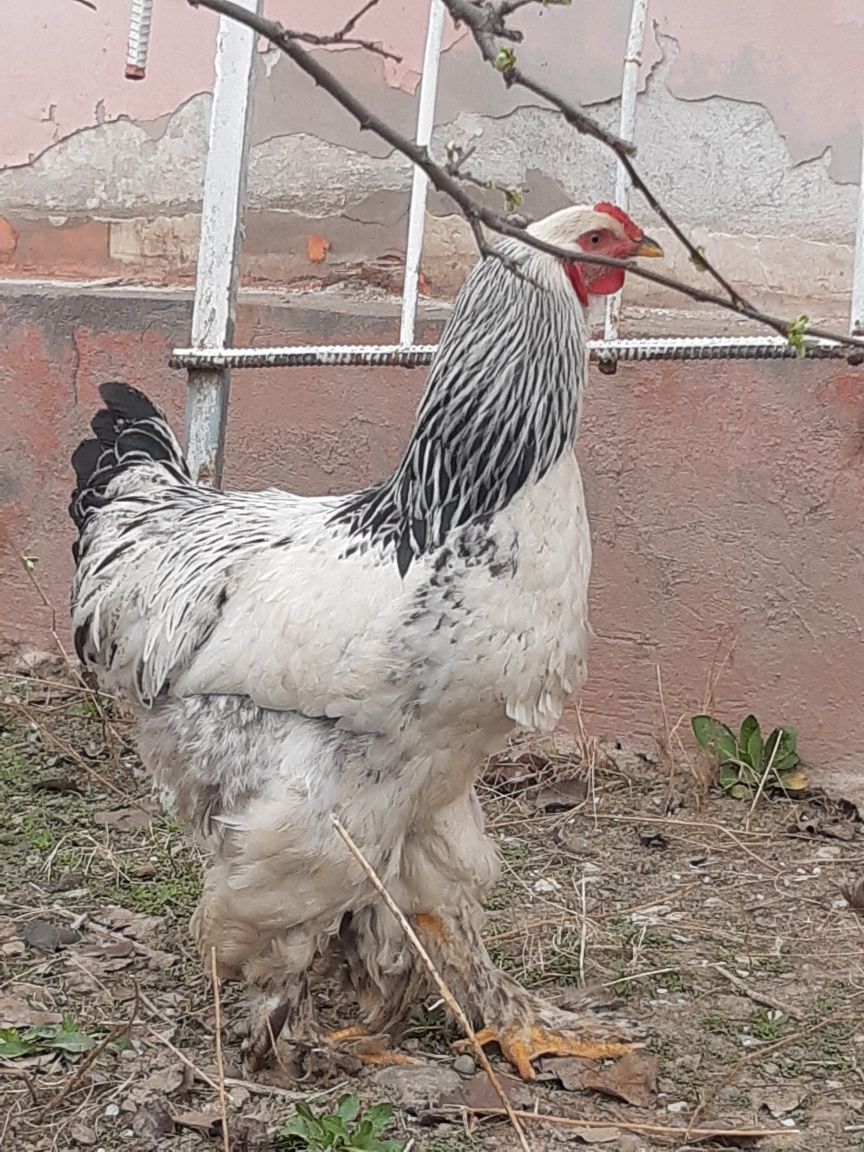 Brama tyomni pux