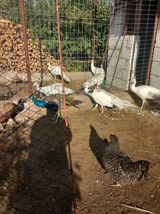 Crescator ,vând pauni din varietate urmatoare