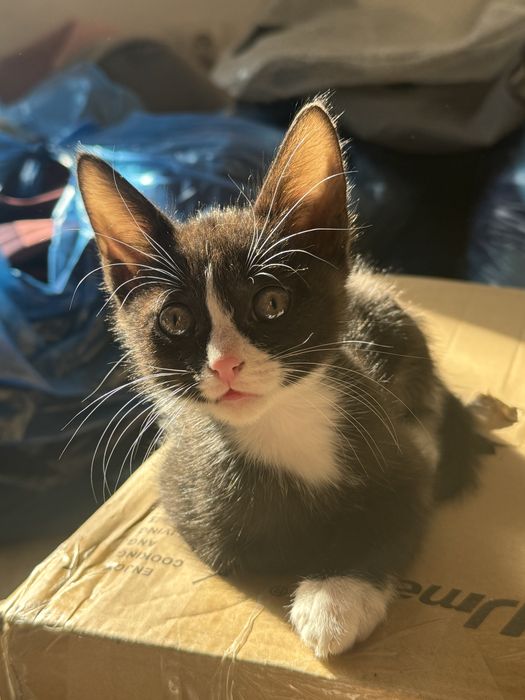 Отдам котят 2 месяца