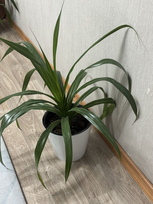 Продам 2 комнатных растения в городе