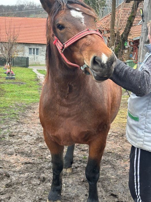 Vănd mânză de doi ani jumate