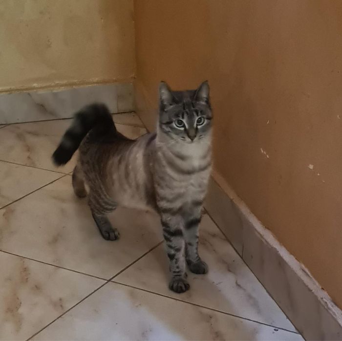 Котенок домашний