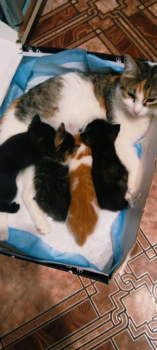 Отдам котят красивых