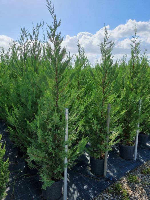 Platani/Tuia leylandi/ Mesteacăn/Brazi