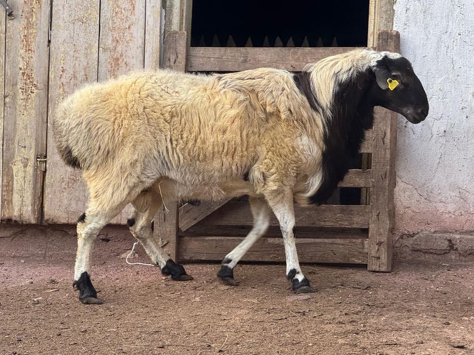 Продается кошкар на откорме