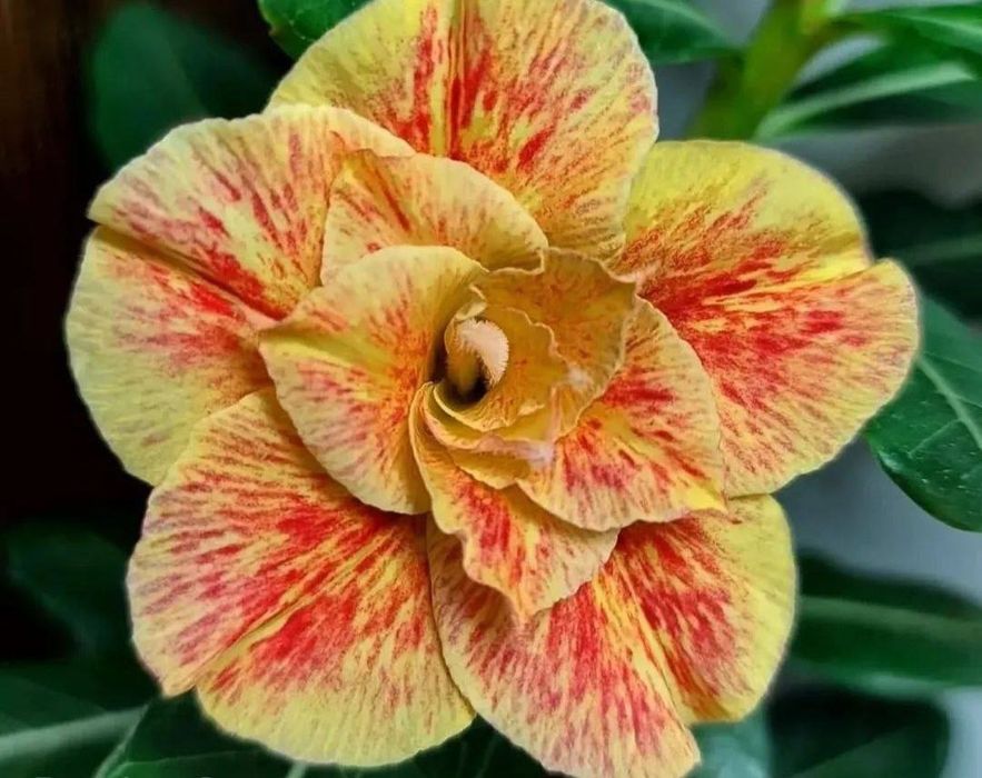 Продаю адениумы разных сортов