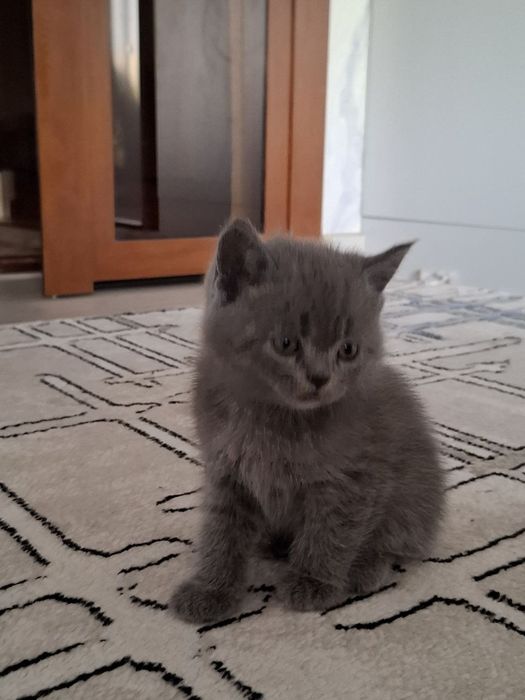 Красивые котята очень