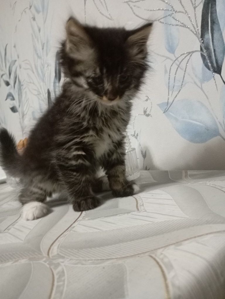 Отдам в добрые ручки!