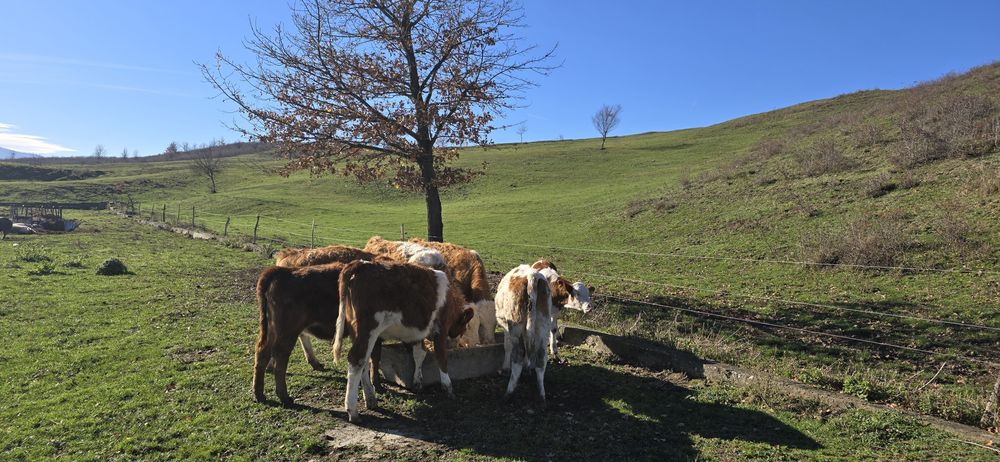 De vânzare 7 viteluse