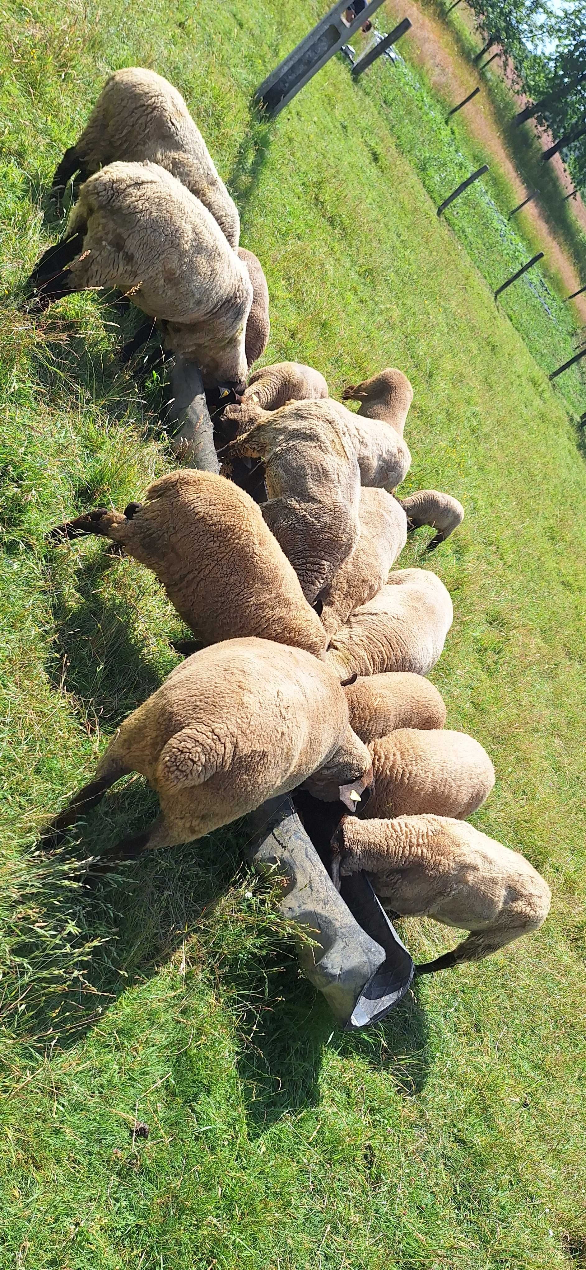 Oi sufolk de vânzare