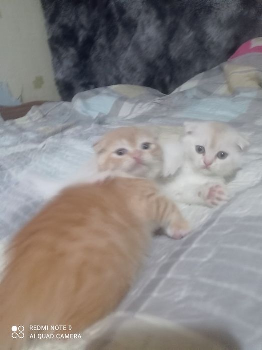 Продам котят шотландская вислоухая.