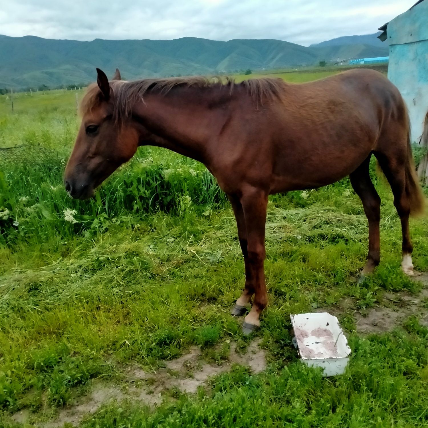 Тай кобылка бие л