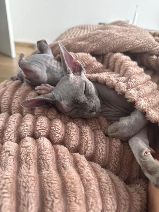 Сфинкс . Момче 5 м