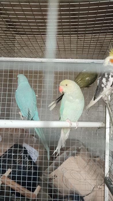 Vind papagalimarele alexander china maturi