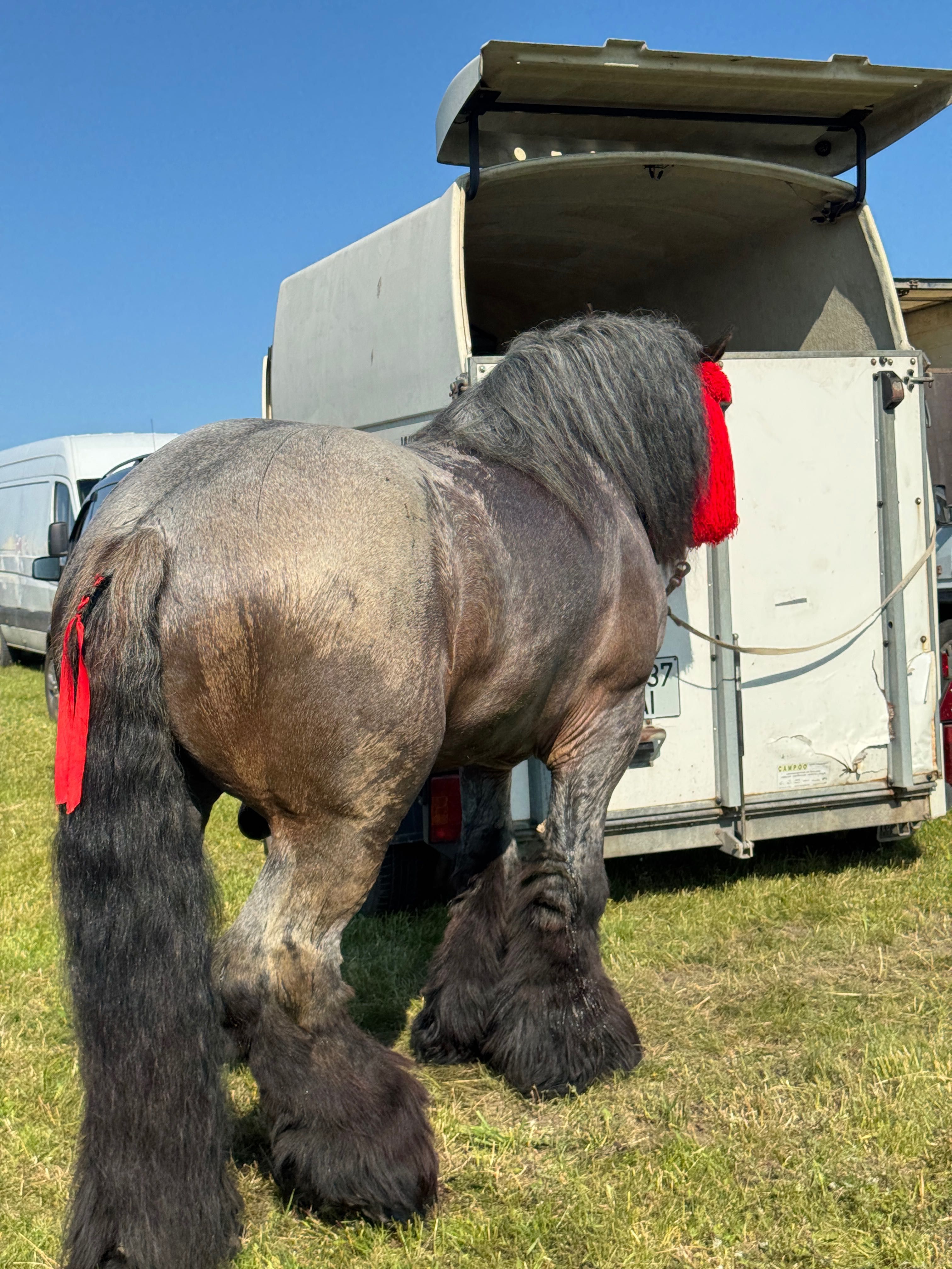 Armăsar  Belgian