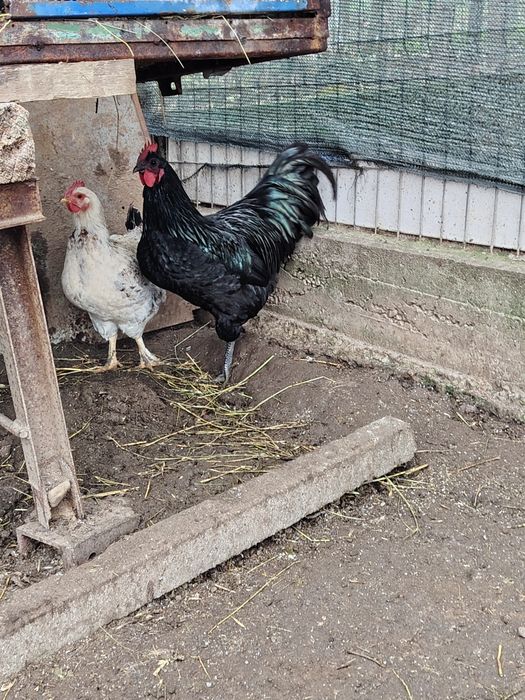 Vând cocos australorp