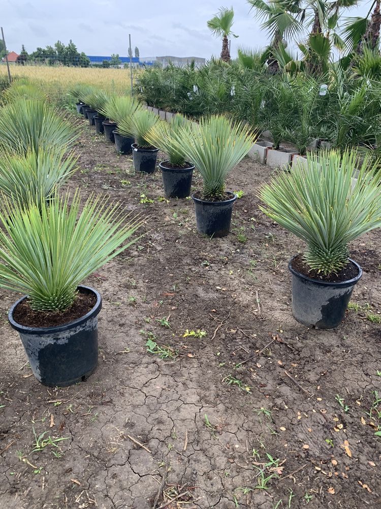 Yucca rostrata la ghiveci