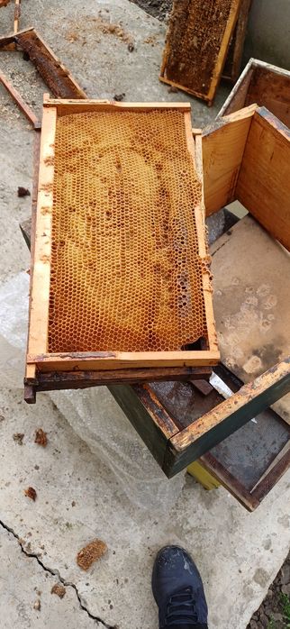 Vând schimb caturi albine