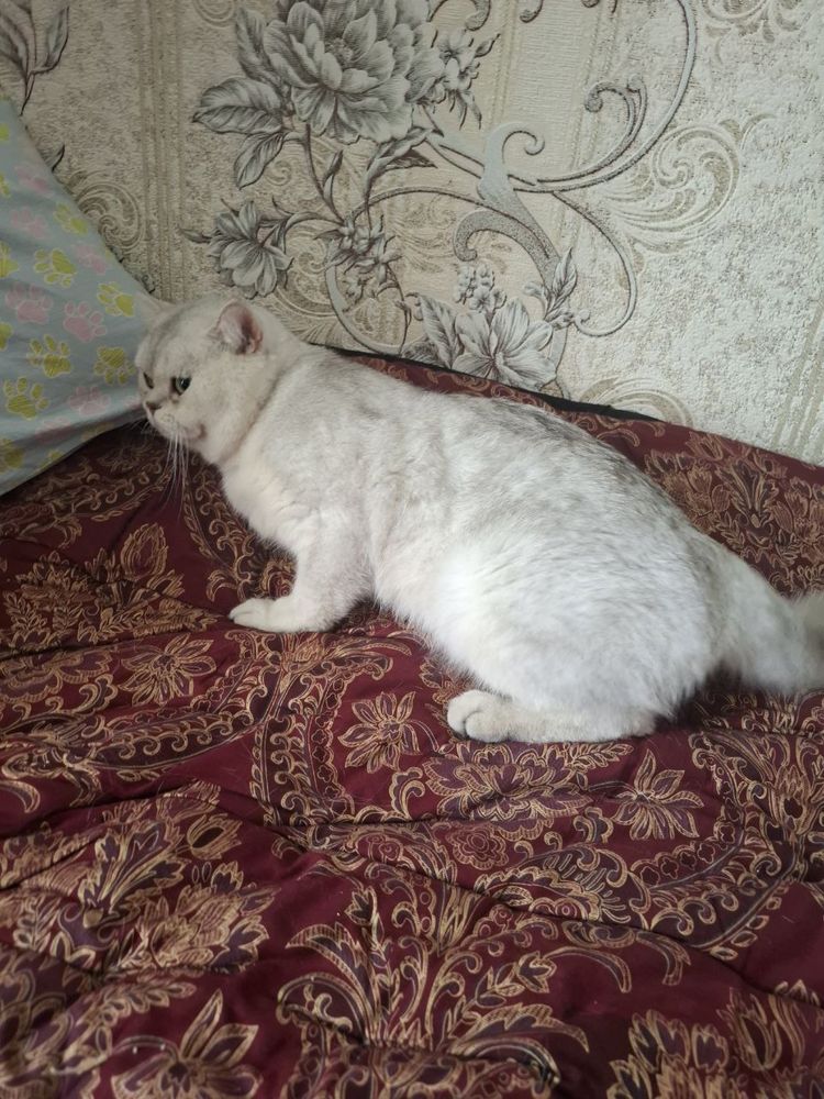 Продаётся кот породы Серебристый