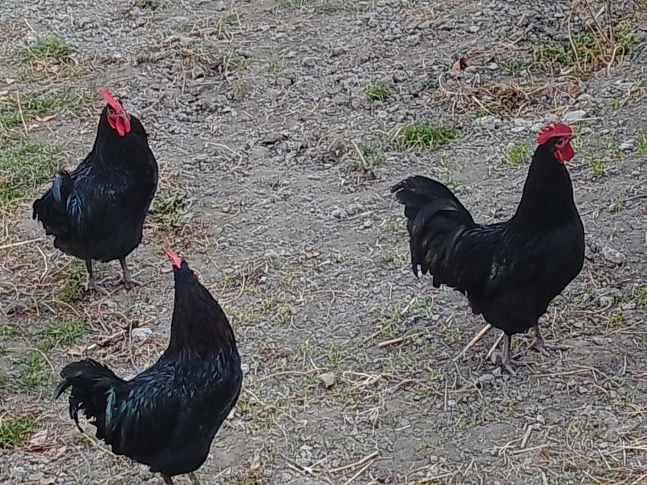 Zoti toza avstralop xo'rozlari sotiladi