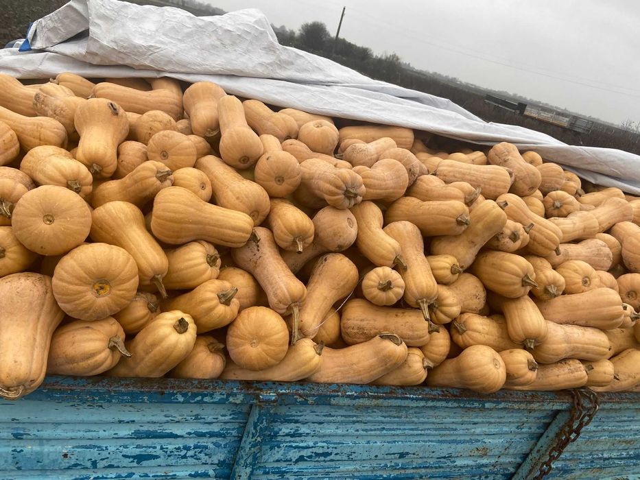 Vând dovleci plăcintari