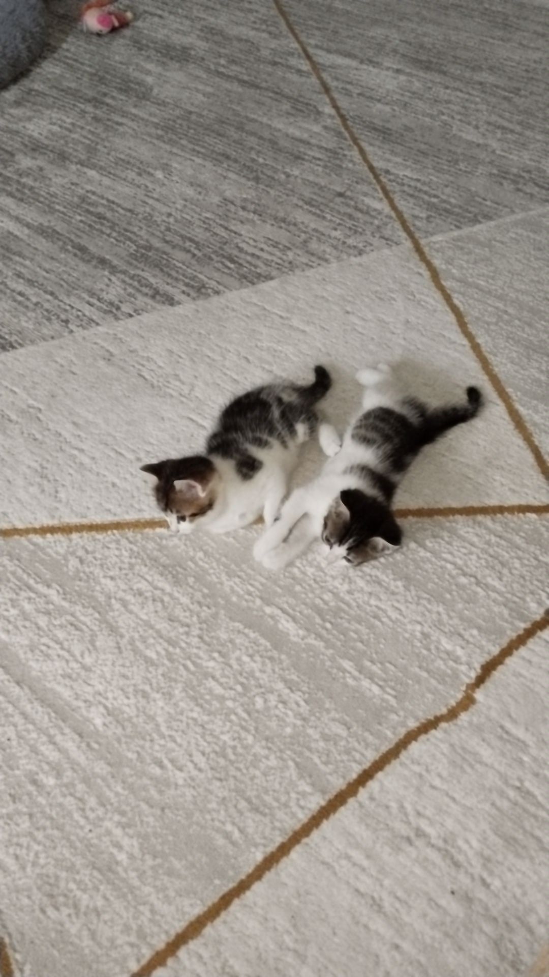 Отдам котят в добрые руки