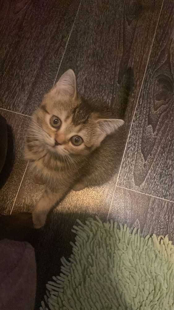 Котята вислоухие и прямоухие